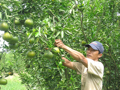 Đồng Tháp quan tâm gắn tăng trưởng kinh tế với phát triển bền vững