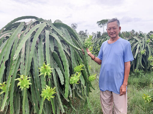 Nỗi buồn cây thanh long!