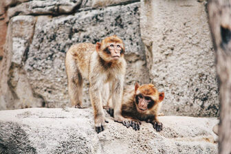 Kỳ lạ ngôi làng cho khỉ đứng tên 129.000 m2 đất ở Ấn Độ