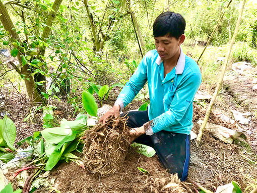 Tăng lợi nhuận nhờ lựa chọn cây trồng phù hợp