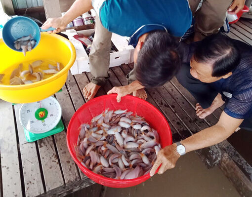 Phát triển kinh tế từ mô hình nuôi cá heo nước ngọt