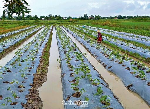 Cà Mau: Tapasa 1 hoà nhịp nông thôn mới