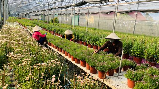 Nông dân trồng hoa tất bật vào vụ Tết