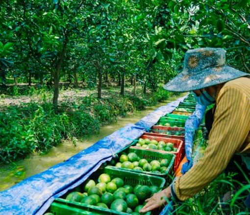 Vĩnh Long: Số hóa vùng nguyên liệu cam sành