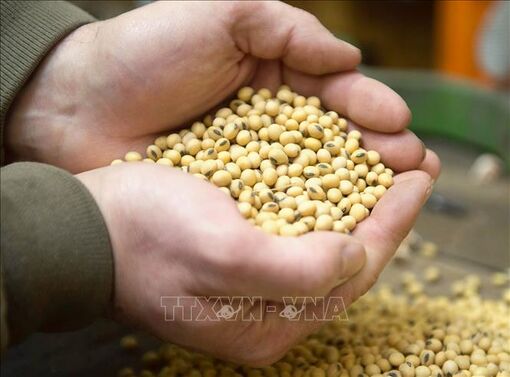 Xuất khẩu gạo của Việt Nam năm 2022 có thể cao hơn dự báo