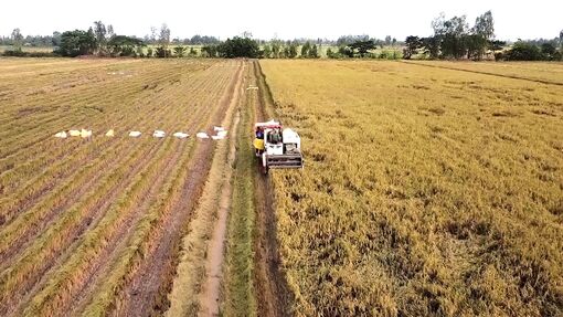 Kinh tế - xã hội huyện Thoại Sơn phục hồi và phát triển