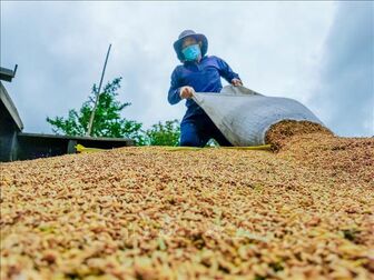 Nông nghiệp Việt Nam trước cơ hội gia tăng giá trị từ các phụ phẩm lúa gạo