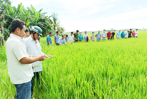 Tập huấn kỹ thuật canh tác lúa thân thiện với môi trường cho nông dân huyện Thoại Sơn