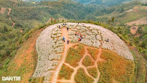 Hoa tam giác mạch nở rộ, du khách khắp nơi đổ về Hà Giang check-in