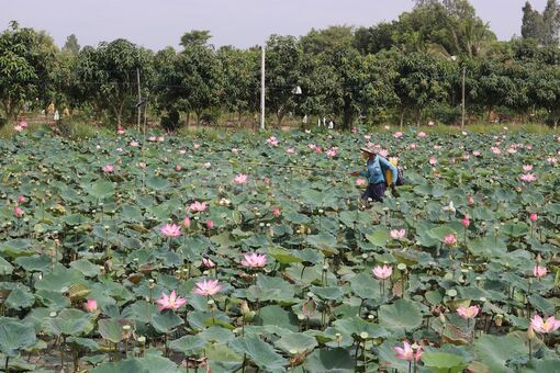 Trồng sen trên đất lúa vụ thu đông