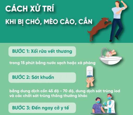 Cách xử trí khi bị chó, mèo cào, cắn