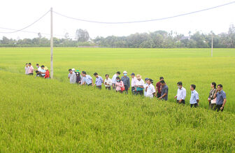 Mô hình sản xuất lúa phục vụ phát triển vùng nguyên liệu