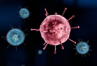 Tây Ban Nha lần đầu ghi nhận trường hợp mắc cúm gia cầm ở người