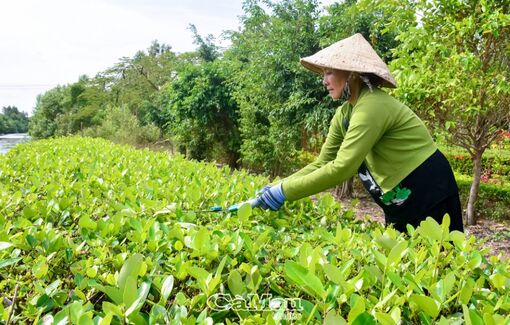 Cà Mau: Lá chắn xanh giữ bờ, giữ đất