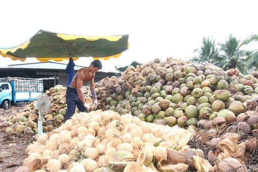 Bến Tre hoàn thiện chuỗi giá trị các sản phẩm nông nghiệp chủ lực