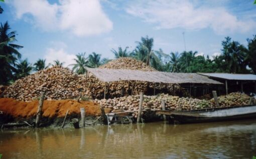 Nỗi buồn dừa khô...