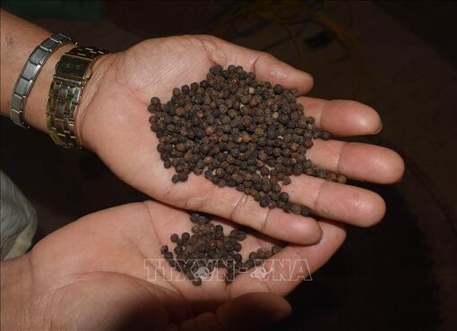 Việt Nam vẫn là quốc gia sản xuất và xuất khẩu hồ tiêu lớn nhất thế giới
