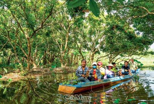 Ông Giàu làm giàu từ vườn nhãn