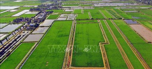 'Con tôm ôm cây lúa': Mô hình sản xuất cho thu nhập cao, thích ứng với điều kiện biến đổi khí hậu