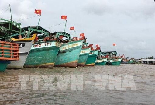 Tiền Giang phát triển nghề cá bền vững và chuyên nghiệp