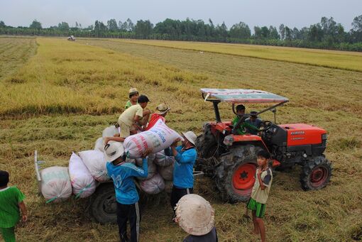 Kỳ vọng 1 triệu ha lúa chất lượng cao vùng ĐBSCL