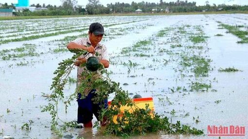 Thiên tai gây ngập úng hơn 1.000ha lúa ở Cà Mau