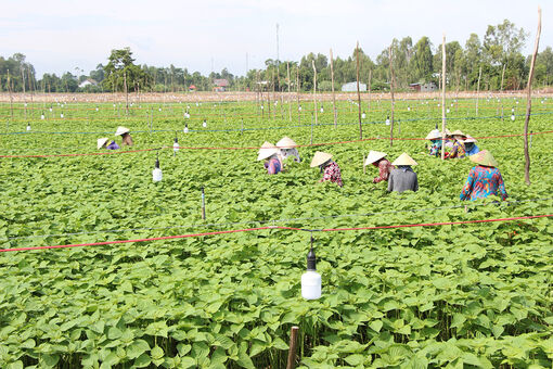 Đổi thay nơi thành lập Chi bộ Đảng đầu tiên của tỉnh An Giang