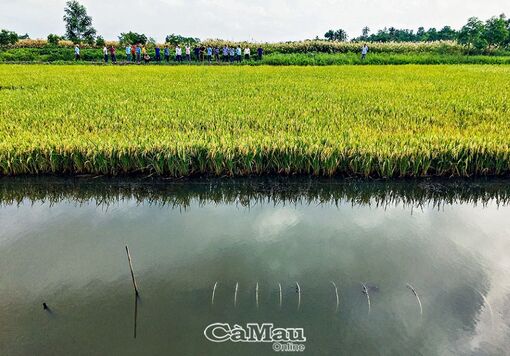 Cà Mau: Ða dạng sinh thái ruộng lúa