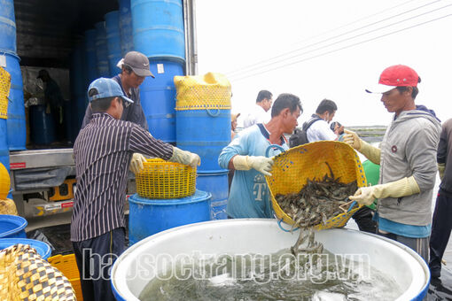 Sóc Trăng: Nuôi trồng và khai thác thủy hải sản bền vững