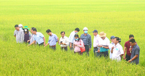 Nông dân Thoại Sơn thi đua sản xuất - kinh doanh giỏi