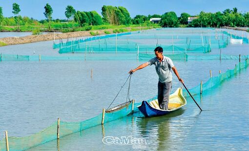 Cà Mau: Làm giàu từ sò huyết