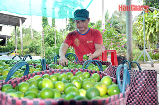 Nông sản Hậu Giang vươn xa