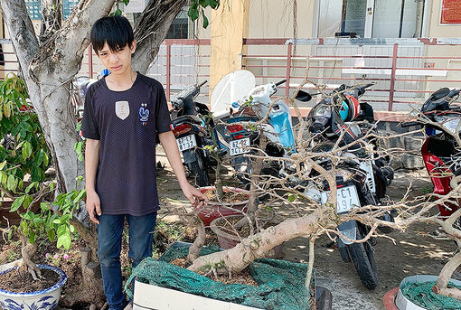 Cảnh giác trộm mai vàng, cây kiểng