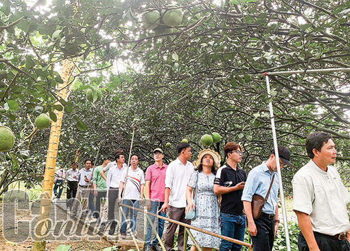 Cần Thơ: Chia sẻ kinh nghiệm phát triển du lịch nông nghiệp