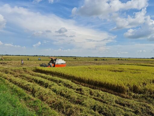 Xây dựng An Giang thành trung tâm đầu mối lúa gạo vùng ĐBSCL