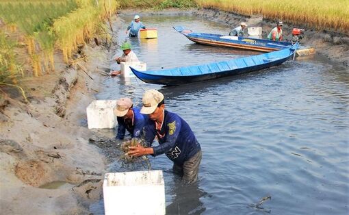 Cà Mau: Nông dân U Minh trúng vụ tôm càng xanh