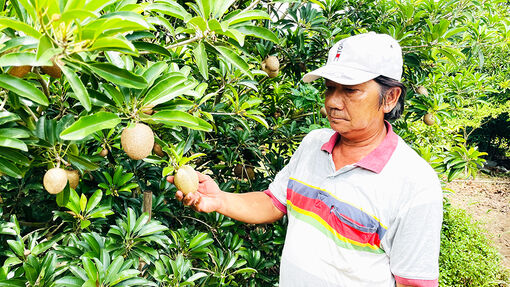 Nông dân Long Giang nỗ lực làm giàu