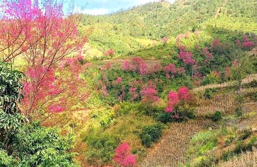 Mùa hoa Tớ Dày vùng cao Mù Cang Chải