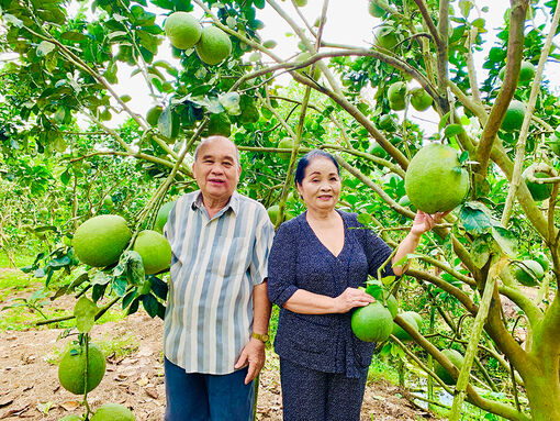 Trồng bưởi đón Tết