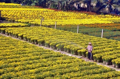 Làng hoa, cây kiểng Tây Nam Bộ vào vụ Tết