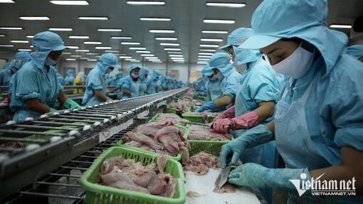 Từ ao làng ra biển lớn, cá tra Việt vững ngôi số 1 thế giới