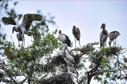 WWF: Việt Nam là một trong những quốc gia đi đầu về bảo tồn đa dạng sinh học