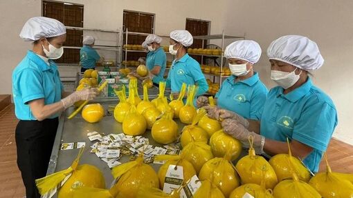 Nhìn lại năm 2022: Nông nghiệp vững "tay chèo" vượt qua "sóng cả"