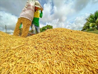 Thị trường nông sản tuần qua: Giá gạo Việt Nam cao nhất kể từ tháng 7/2021