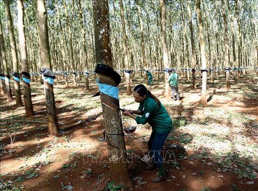 Ngành cao su vượt khó về đích