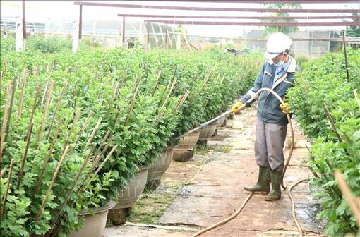 Nhà vườn kỳ vọng được mùa hoa Tết