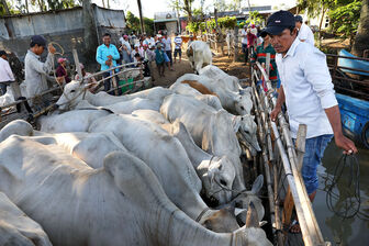 UBND tỉnh An Giang chỉ đạo tăng cường kiểm soát vận chuyển trâu, bò qua biên giới