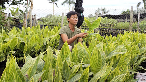 Lạ mắt với giống chuối hoa