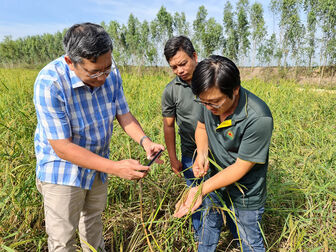 Nông dân trồng lúa mùa nổi ở Tri Tôn thắng đậm