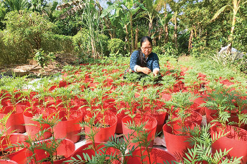 Cần Thơ: Trồng hoa màu phục vụ Tết